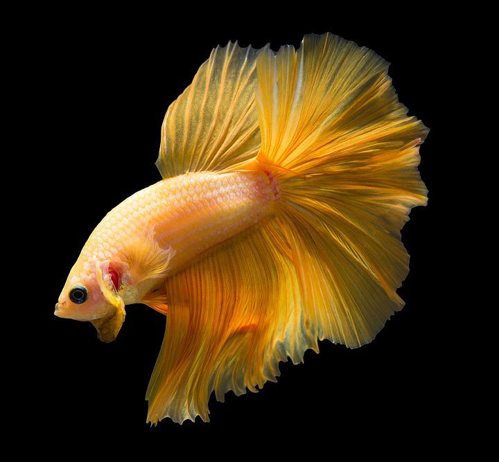 龍魚高清圖片和可愛龍魚的主題設計資源是我為您整理的：可愛龍魚主題的設計資源