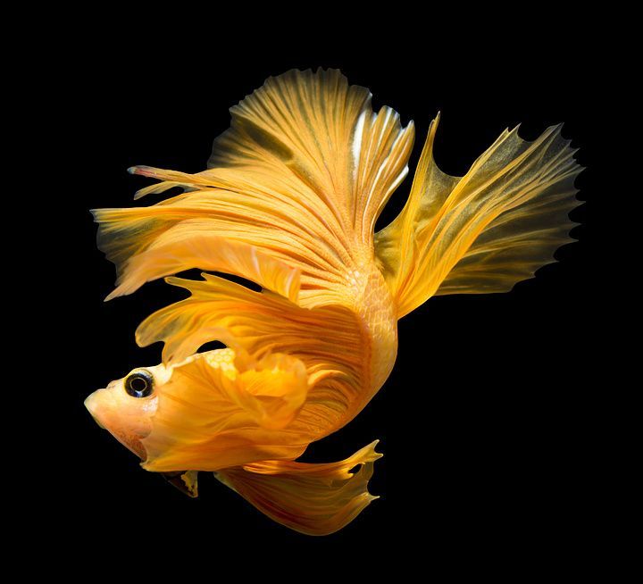 龍魚高清圖片和可愛龍魚的主題設計資源是我為您整理的：可愛龍魚主題的設計資源