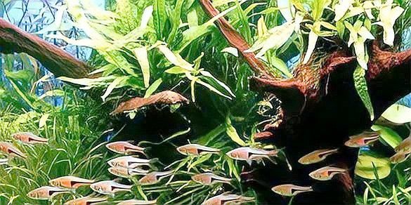 金龍魚的最佳飼養密度是多少？