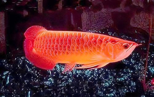 金龍魚的最佳飼養密度是多少？