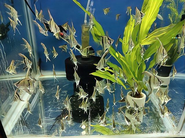 金龍魚的最佳飼養密度是多少？
