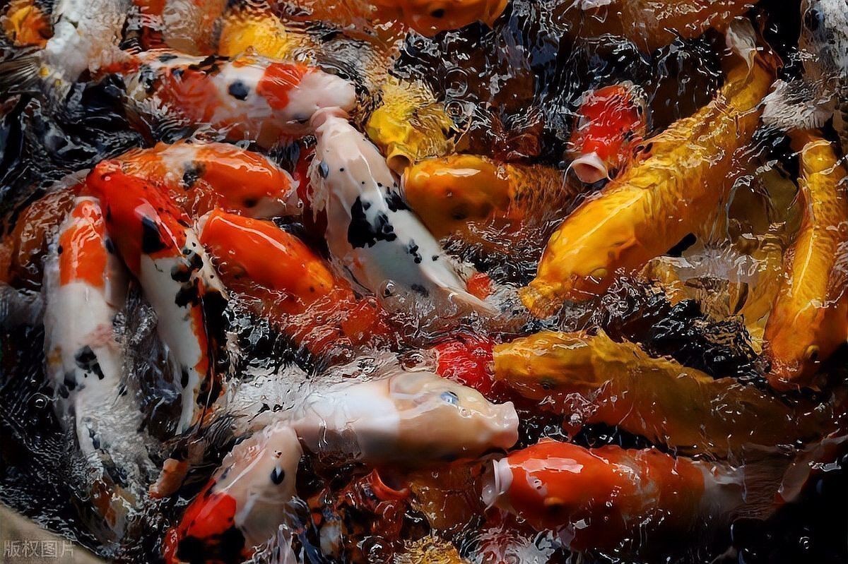 金龍魚的最佳飼養密度是多少？
