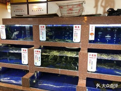 小龍魚怎么搞好看又好養：小龍魚怎么養好看又好養