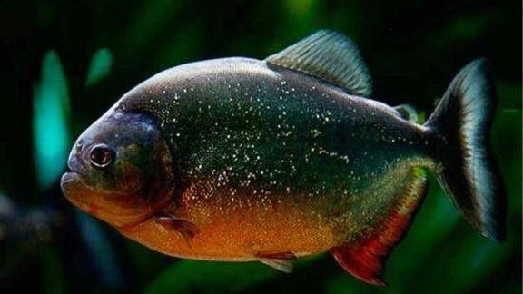 食人魚(yú)大戰(zhàn)銀龍魚(yú)視頻