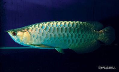 巨骨舌魚龍魚：巨骨舌魚和龍魚有什么區別