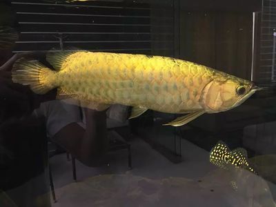 金龍魚體型標準是多少：金龍魚體型標準是多少金龍魚體型標準是多少