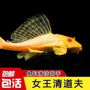 金龍魚紅眼和黑眼區別在哪兒：金龍魚紅眼和黑眼的區別在哪兒