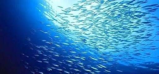 龍魚夜間用開小夜燈嗎：龍魚夜間是否需要開小夜燈