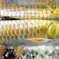金龍魚常識