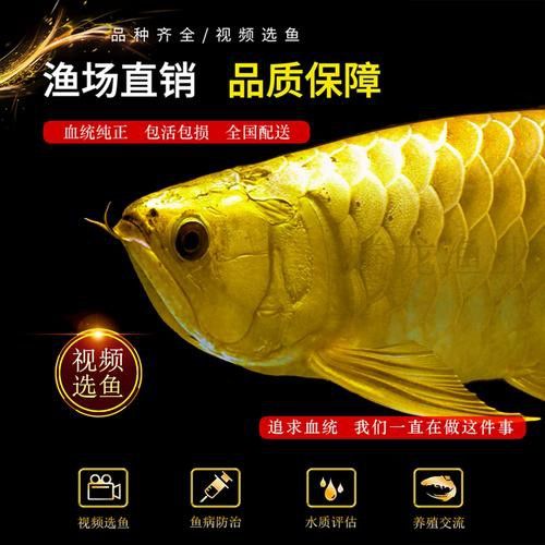 有沒有金龍魚這個品種圖片