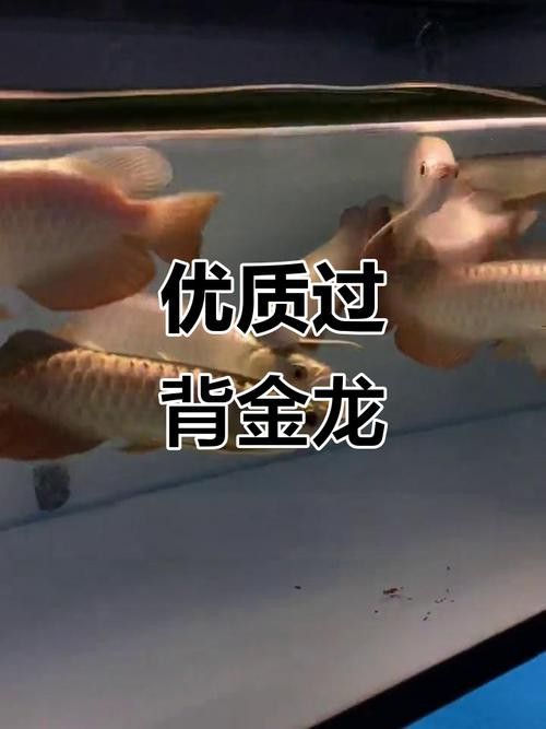 有沒有金龍魚這個品種圖片
