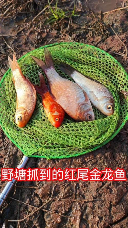 有沒有金龍魚這個品種圖片