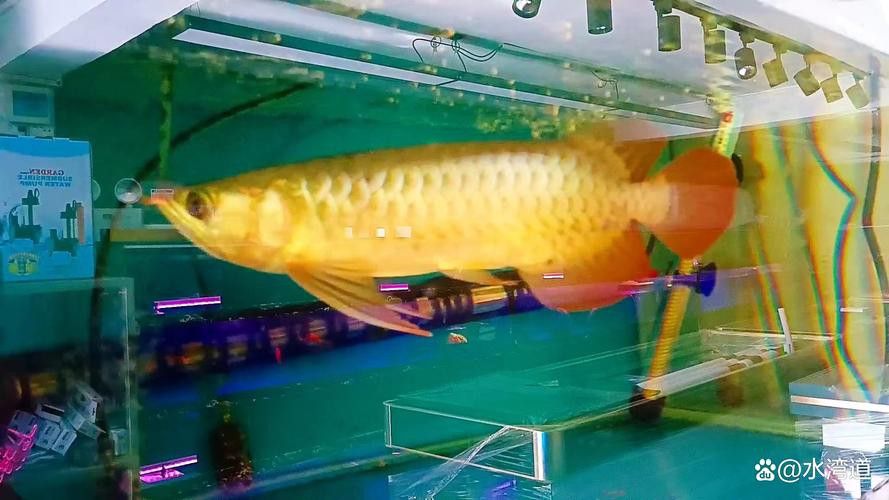 有沒有金龍魚這個品種圖片