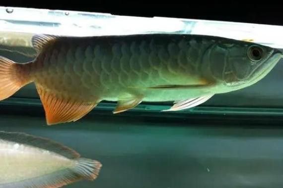 有沒有金龍魚這個品種圖片