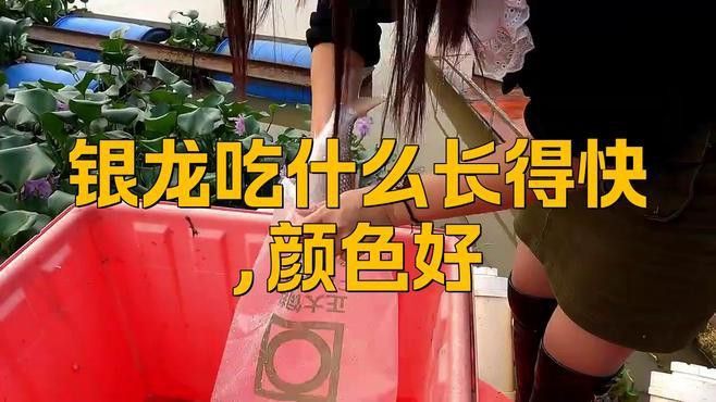 小銀龍魚吃什么長的快