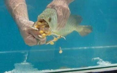 紅龍魚幼崽多少錢一條（紅龍魚幼崽價格在幾十元到幾百元之間，如何辨別紅龍魚品質）