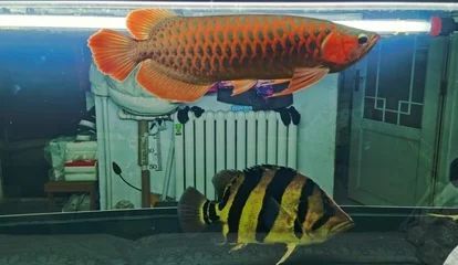 選擇適合與龍魚混養的底層魚需要考慮多個因素：如何選擇適合與龍魚混養的底層魚