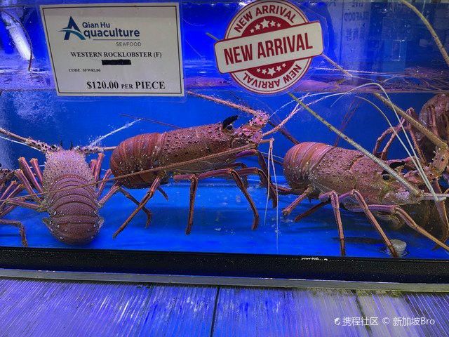 新加坡赤瞳黃龍魚