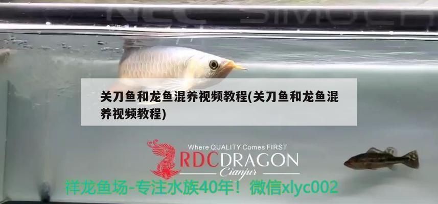 龍魚配關刀好嗎：龍魚與關刀魚混養成功案例