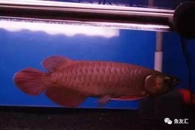最貴的龍魚價格排名：世界上最貴的觀賞魚品種及其價格，血紅龍魚價格及其價格