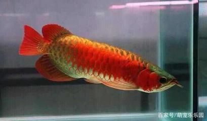 最貴的龍魚價格排名：世界上最貴的觀賞魚品種及其價格，血紅龍魚價格及其價格