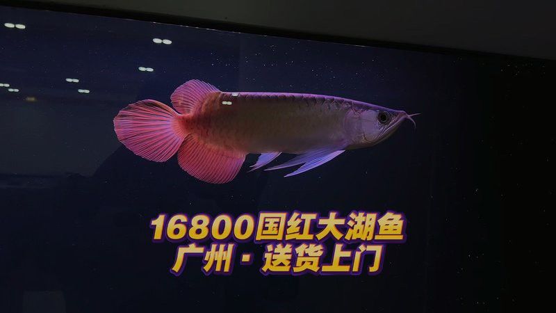 紅龍魚純種的價格是多少？