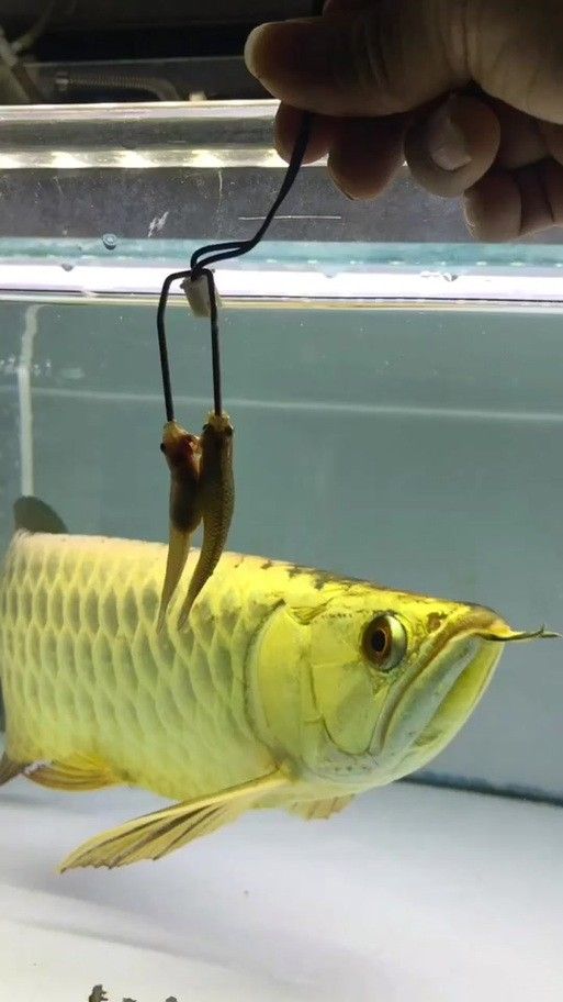 金龍魚苗圖片欣賞 金龍魚苗圖片欣賞 龍魚百科 第8張