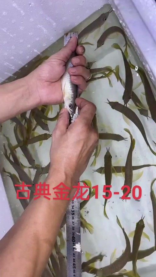 金龍魚苗圖片欣賞 金龍魚苗圖片欣賞 龍魚百科 第13張