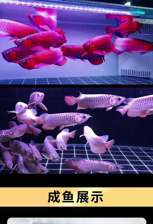 金龍魚苗圖片欣賞 金龍魚苗圖片欣賞 龍魚百科 第20張
