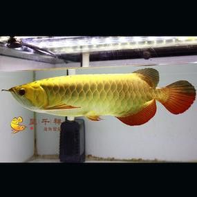金龍魚苗圖片欣賞 金龍魚苗圖片欣賞 龍魚百科 第25張