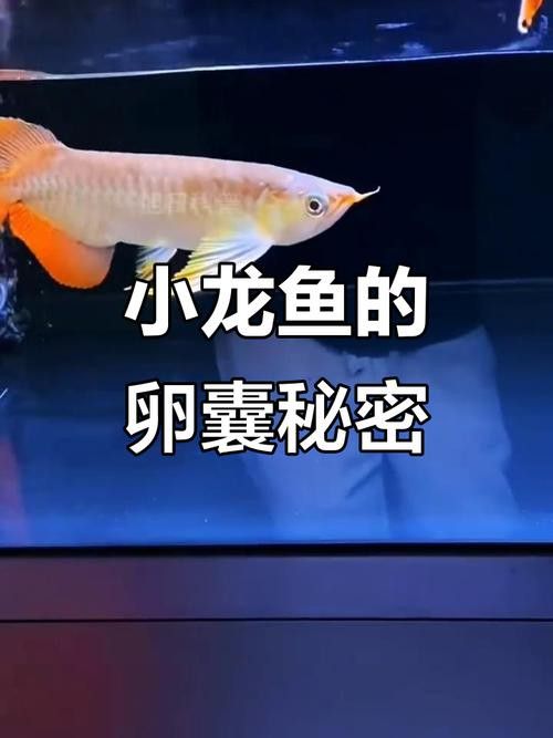 金龍魚苗圖片欣賞 金龍魚苗圖片欣賞 龍魚百科 第37張