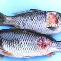 龍魚潰爛不治療多久會死？