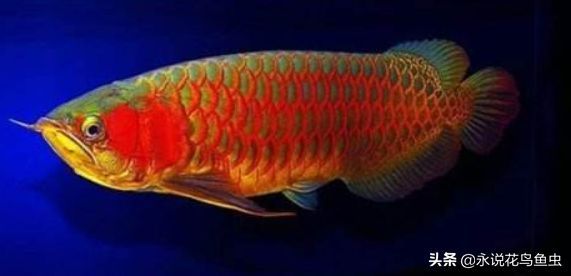 紅龍魚品牌排行第幾名了（關于紅龍魚品牌的排行信息）
