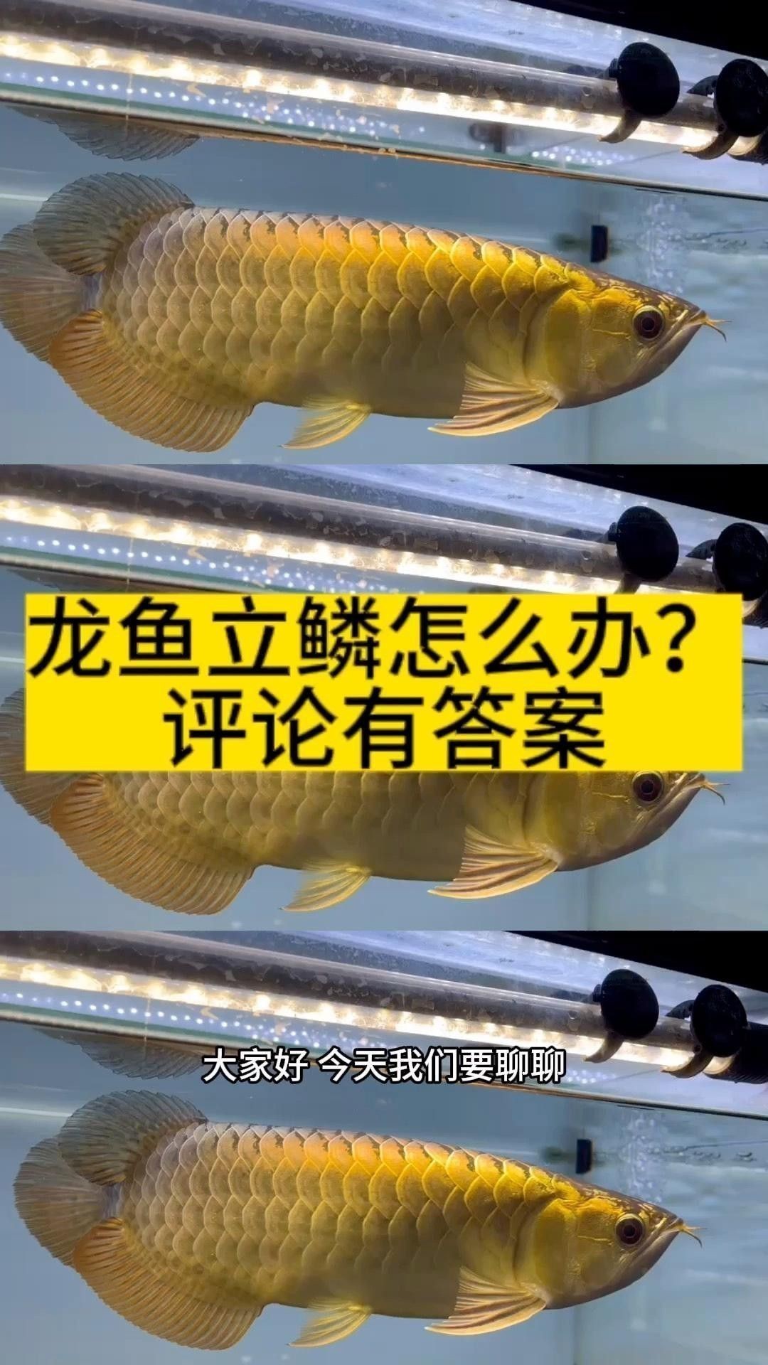 如何預(yù)防龍魚鱗片感染