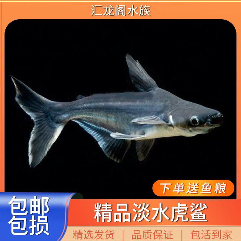 龍魚可以和虎頭鯊一起飼養嗎：龍魚與虎頭鯊可以混養嗎 龍魚可以和虎頭鯊一起飼養嗎：龍魚與虎頭鯊可以混養嗎 龍魚百科 第5張