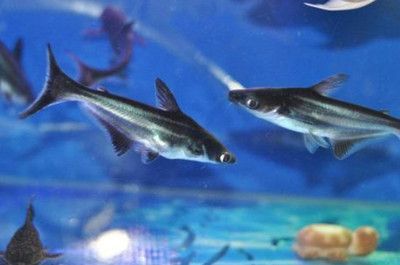 龍魚可以和虎頭鯊一起飼養(yǎng)嗎：龍魚與虎頭鯊可以混養(yǎng)嗎