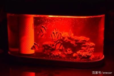 紅龍魚喂什么長的快（紅龍魚喂什么長的快一點）