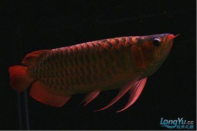龍魚越大越貴嗎為什么那么便宜：為什么龍魚的價格越大越珍貴