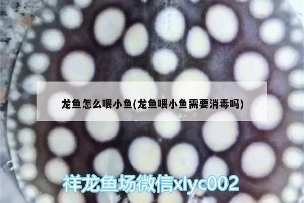 龍魚喂小魚需要消毒嗎（喂給龍魚的小魚需要進行消毒處理嗎？）