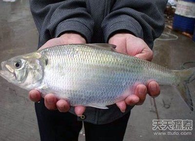 深圳虎魚,深圳虎魚價格 龍魚百科 第1張 深圳虎魚,深圳虎魚價格 深圳虎魚,深圳虎魚價格 龍魚百科 第1張