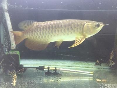 深圳虎魚,深圳虎魚價格 龍魚百科 第4張 深圳虎魚,深圳虎魚價格 深圳虎魚,深圳虎魚價格 龍魚百科 第4張