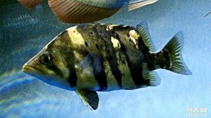 深圳虎魚,深圳虎魚價格 龍魚百科 第5張 深圳虎魚,深圳虎魚價格 深圳虎魚,深圳虎魚價格 龍魚百科 第5張