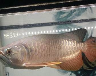 深圳虎魚,深圳虎魚價格 龍魚百科 第2張 深圳虎魚,深圳虎魚價格 深圳虎魚,深圳虎魚價格 龍魚百科 第2張