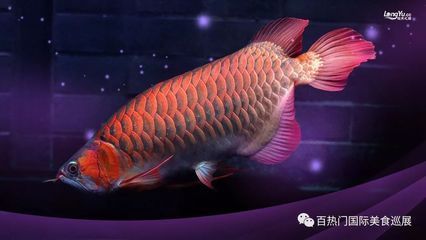 深圳虎魚,深圳虎魚價格 龍魚百科 第3張 深圳虎魚,深圳虎魚價格 深圳虎魚,深圳虎魚價格 龍魚百科 第3張