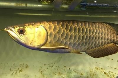 龍魚燈光使用方法視頻教學(xué)：龍魚燈光使用方法