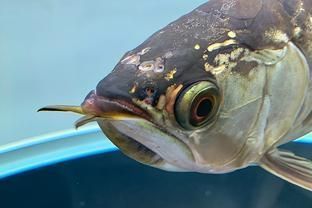龍魚 喂養(yǎng)：熱帶魚紅龍魚頭洞病高清圖片和龍魚頭洞病的治療方法