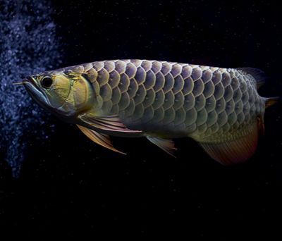龍魚 喂養(yǎng)：熱帶魚紅龍魚頭洞病高清圖片和龍魚頭洞病的治療方法