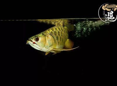 龍魚 喂養(yǎng)：熱帶魚紅龍魚頭洞病高清圖片和龍魚頭洞病的治療方法