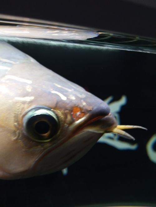 龍魚 喂養(yǎng)：熱帶魚紅龍魚頭洞病高清圖片和龍魚頭洞病的治療方法