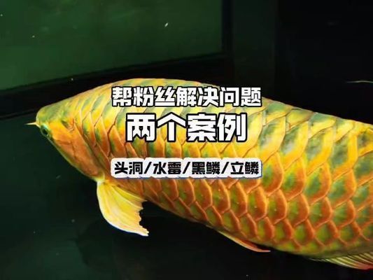 龍魚 喂養(yǎng)：熱帶魚紅龍魚頭洞病高清圖片和龍魚頭洞病的治療方法